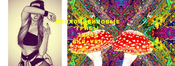 PSILOCYBIN Богородицк